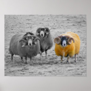 Poster Rams escoceses