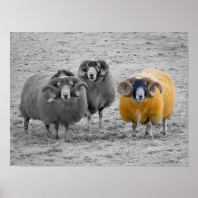 Poster Rams escoceses (Frente)