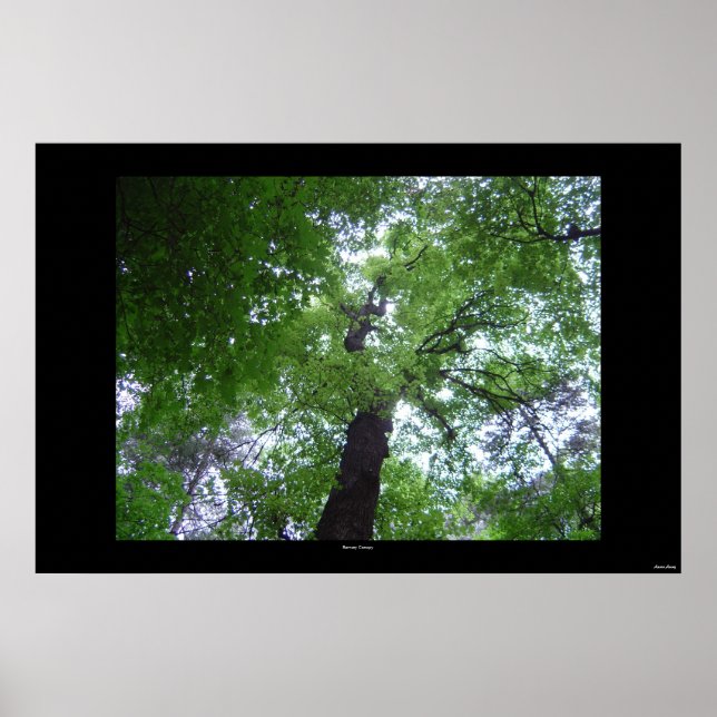 Poster Ramsey Canopy (Frente)