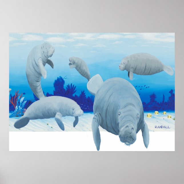 Póster Randalls manatees (Frente)