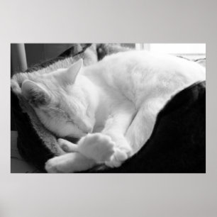 Póster Rangido do sono