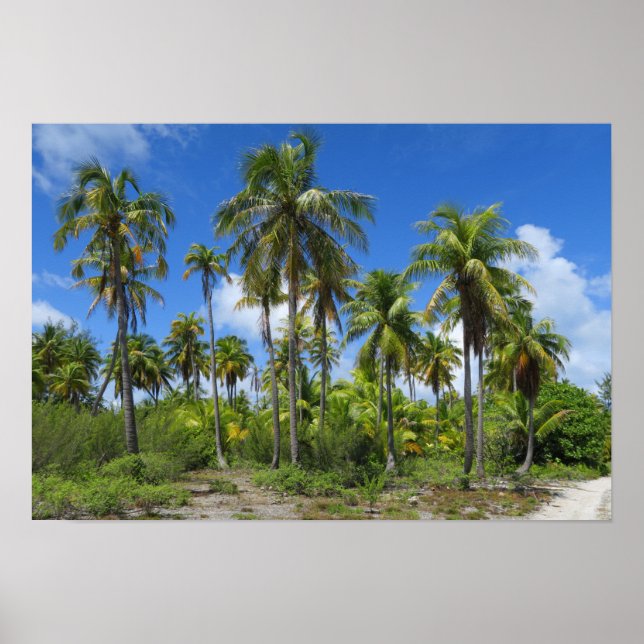 Poster Rangiroa Palm Trees (Frente)