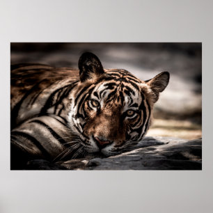 Poster ranthambore selvagem tigre macho Imagem de arte