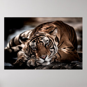 Poster ranthambore selvagem tigre macho Imagem de arte