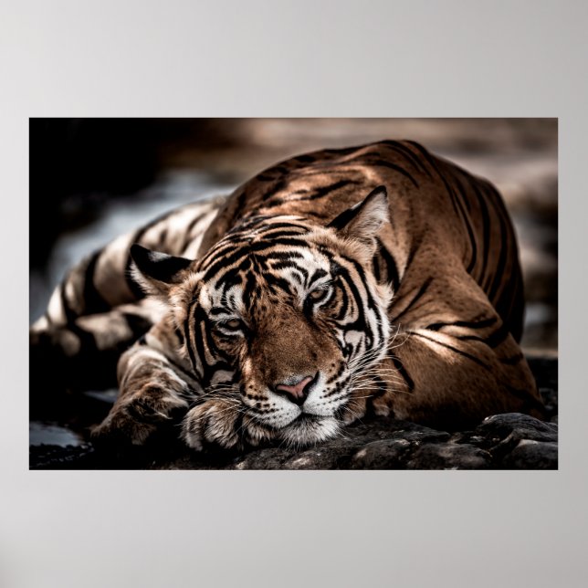 Poster ranthambore selvagem tigre macho Imagem de arte (Frente)