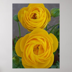 Poster Ranúnculos Amarelos Flor Bulbo de Primavera Floral