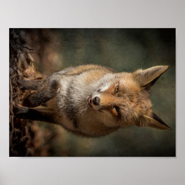Póster Raposa (Frente)