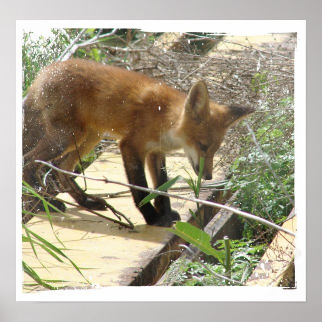 Poster Raposa 2 (Frente)