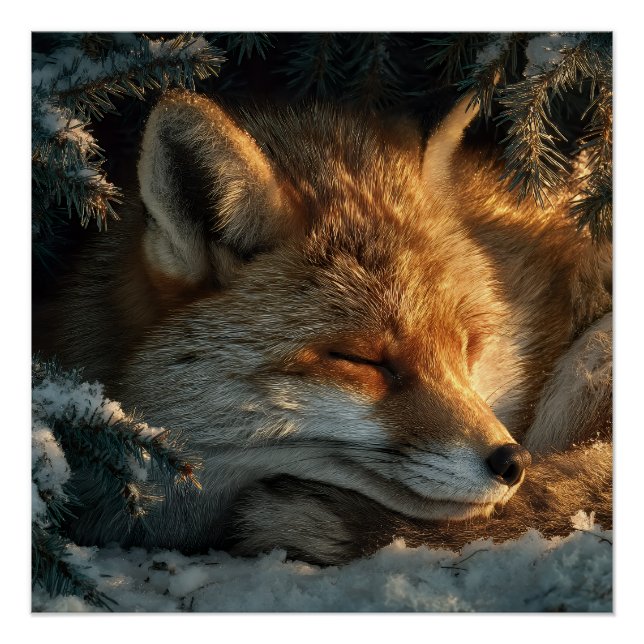 Póster Raposa Aconchegante na Neve (Frente)