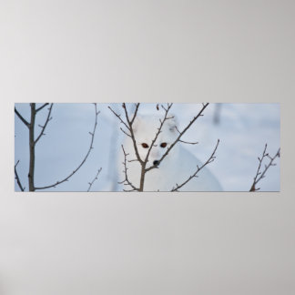 Póster Raposa Árctica