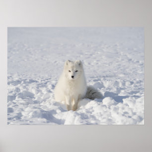 Poster Raposa branca