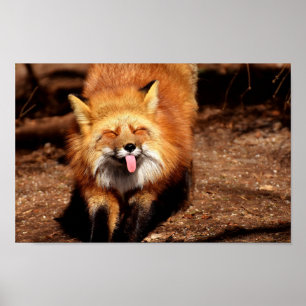 Poster Raposa com a Língua de Fora