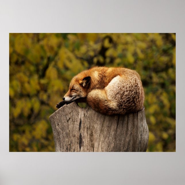 Poster Raposa com sono (Frente)