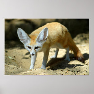 Póster Raposa de Fennec