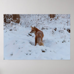 Poster Raposa de Inverno