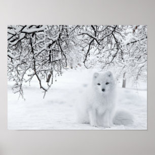 Poster Raposa de Neve nas Florestas de inverno