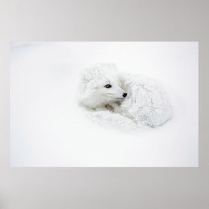 Póster Raposa-do-ártico enrolada no inverno