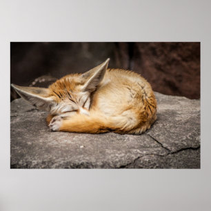 Póster Raposa Fennec Cuja Raposa