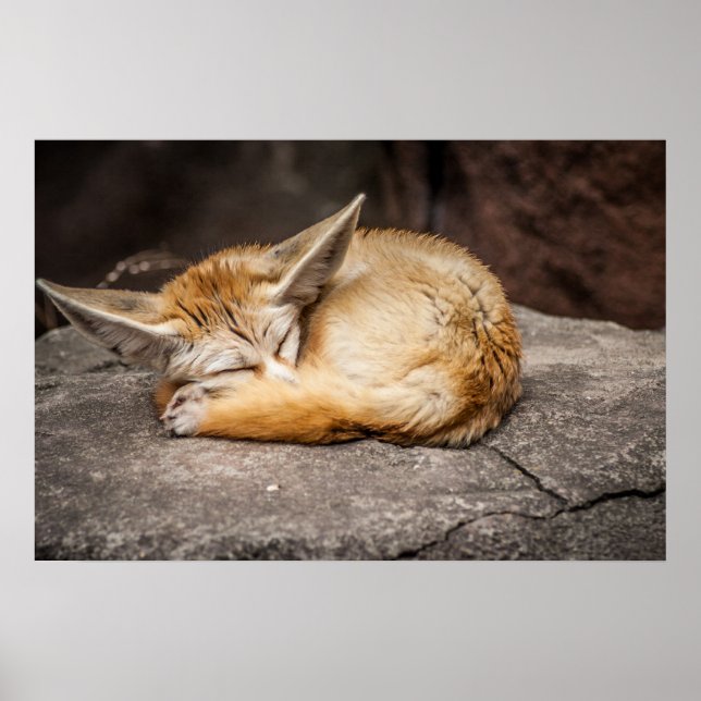 Póster Raposa Fennec Cuja Raposa (Frente)