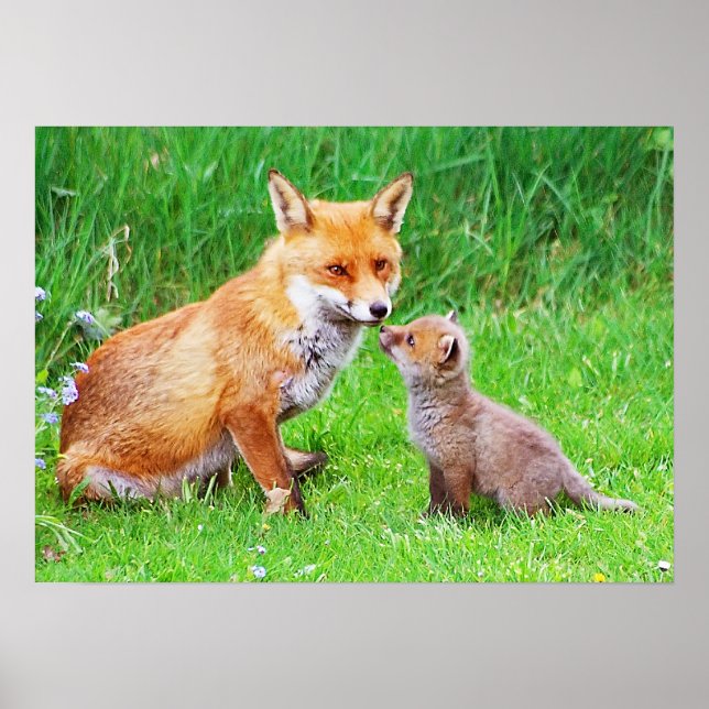 Poster Raposa-mãe e crivo (Frente)