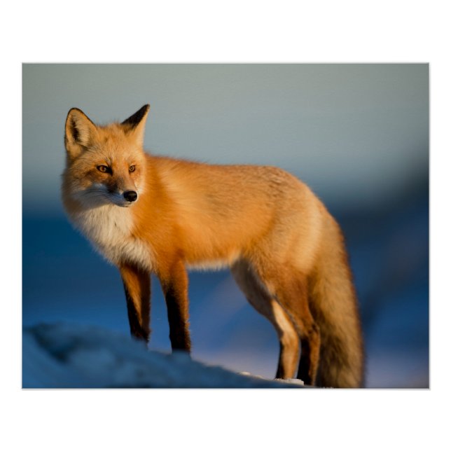 Póster Raposa Marrom (Frente)