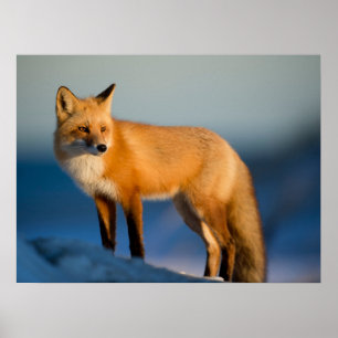 Poster Raposa Marrom