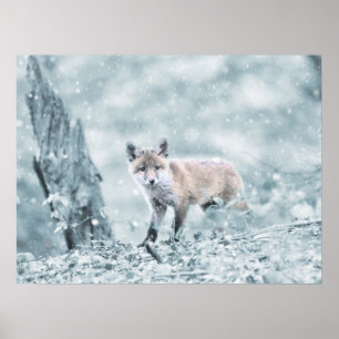 Poster Raposa na Neve