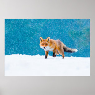 Poster Raposa no inverno. Raposa vermelha, Vulpes vulpes,