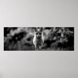Poster Raposa Preta e Branca