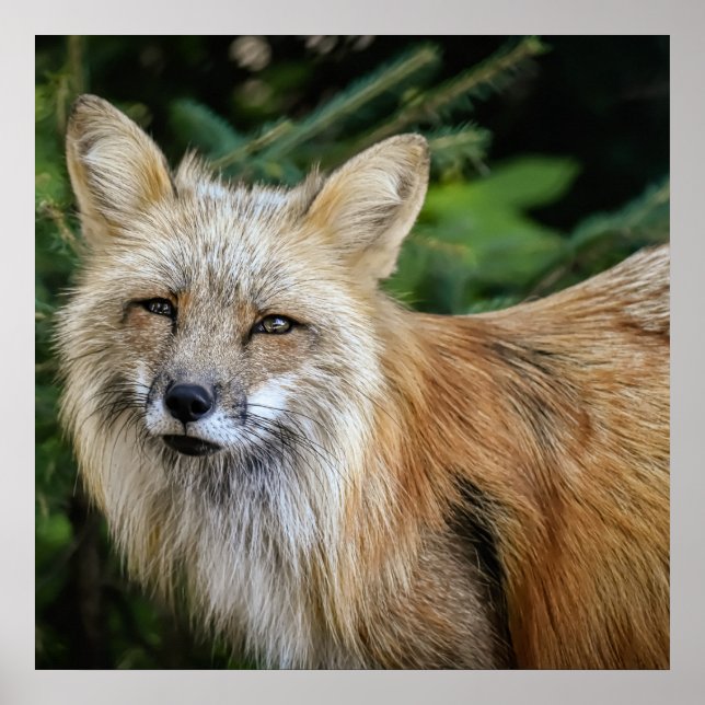 Poster Raposa selvagem (Frente)