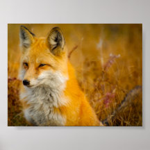 Raposa Selvagem na Floresta