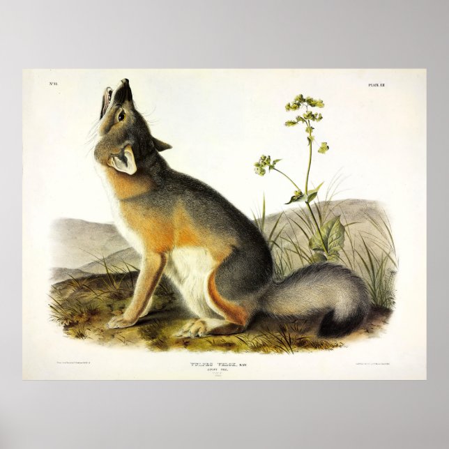 Poster Raposa Swift (Vulpes Velox) dos Quadrupeds de Audu (Frente)
