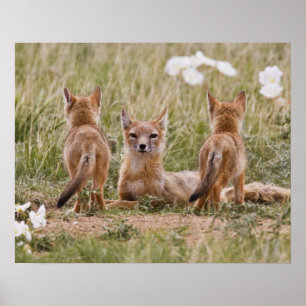 Póster Raposa Veloz (Vulpes velox) fêmea com filhotes em
