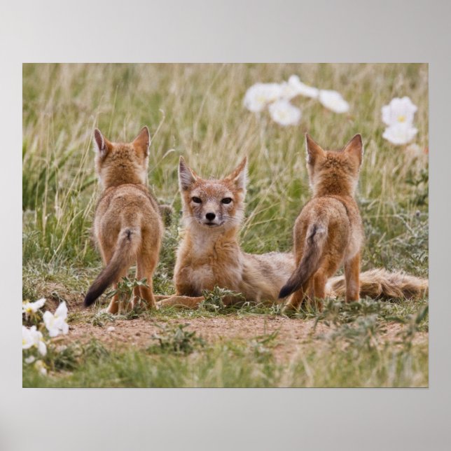Póster Raposa Veloz (Vulpes velox) fêmea com filhotes em (Frente)