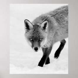 Poster Raposa-Ventiladora