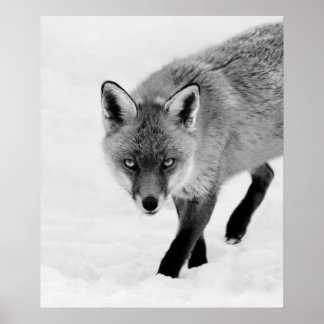 Poster Raposa-Ventiladora