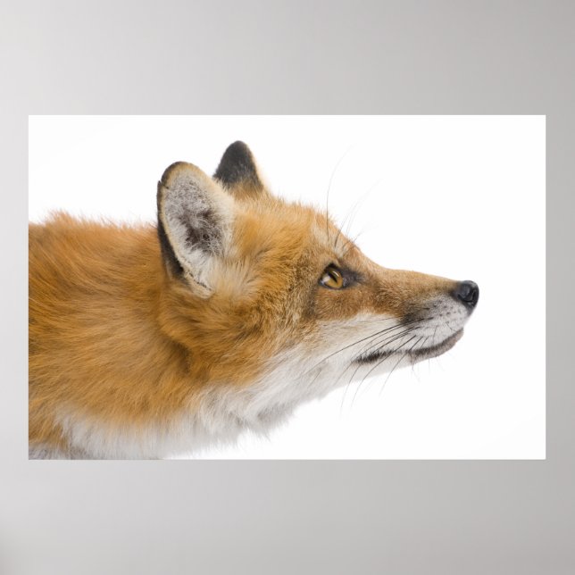 Póster Raposa vermelha (Frente)