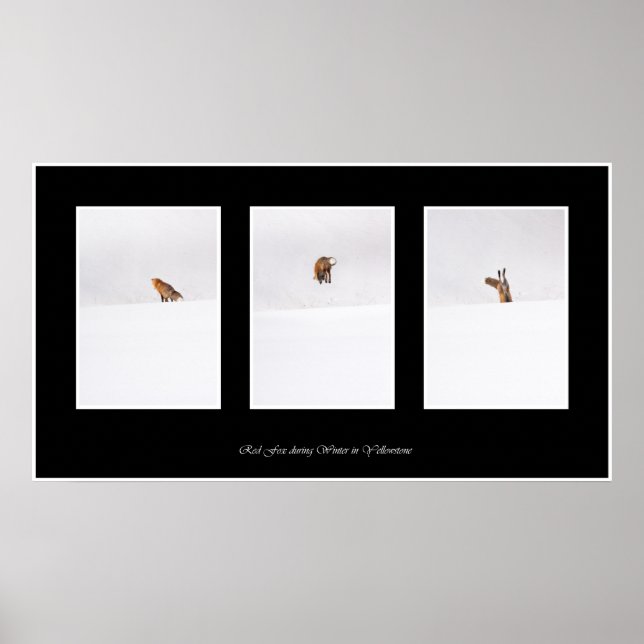 Póster Raposa Vermelha (Frente)