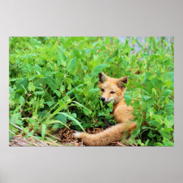 Poster Raposa Vermelha