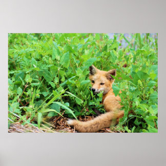 Poster Raposa Vermelha