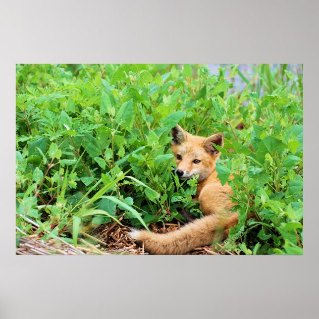 Poster Raposa Vermelha (Frente)