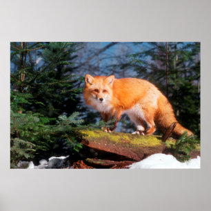 Póster Raposa Vermelha em um tronco