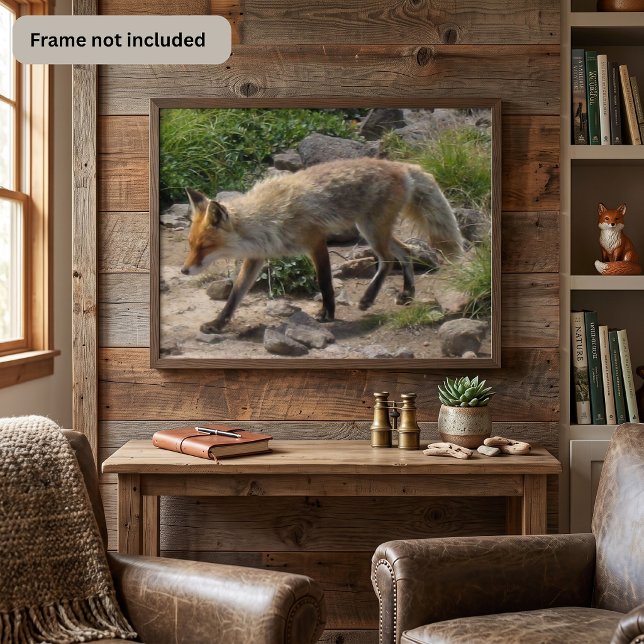 Poster Raposa Vermelha em uma Trilha Rochosa - Fotografia (Criador carregado)