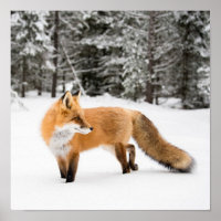 Raposa Vermelha na Neve Branca