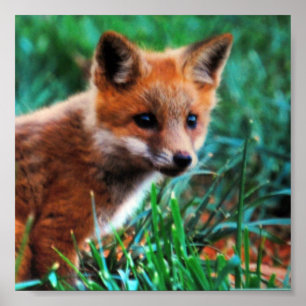 Poster Raposa vermelha no habitat natural