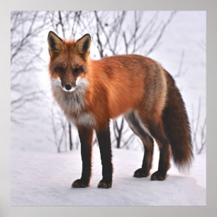 Poster Raposa Vermelha No Inverno