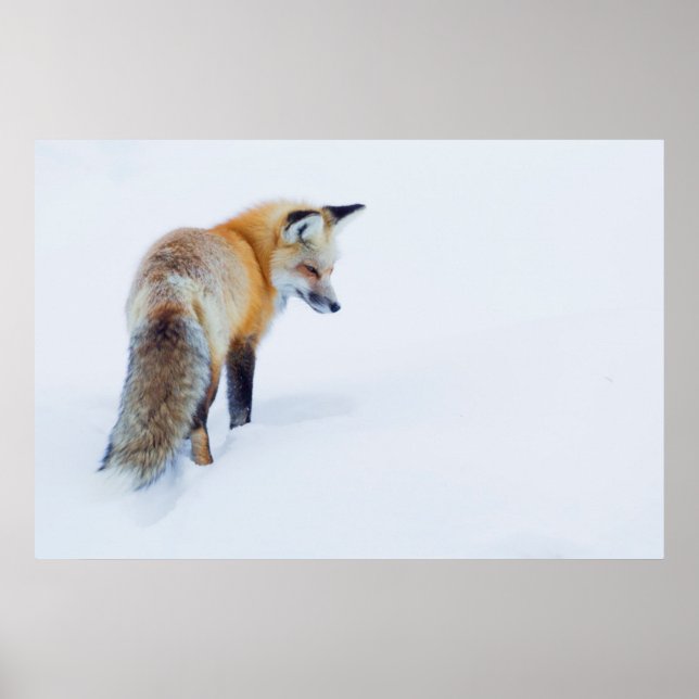Póster Raposa Vermelha no inverno (Frente)