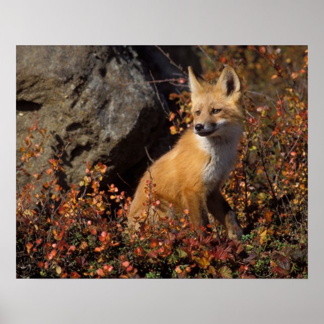 Póster raposa-vermelha, Vulpes vulpes (Frente)