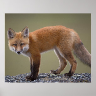 Póster raposa-vermelha, Vulpes vulpes, ao longo do centro