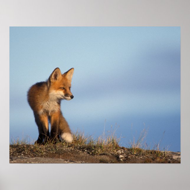 Póster raposa vermelha, Vulpes vulpes, na área de 1002 (Frente)